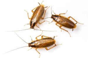 Дезинфекция Уничтожения тараканов клопов и других вредителей насекомых